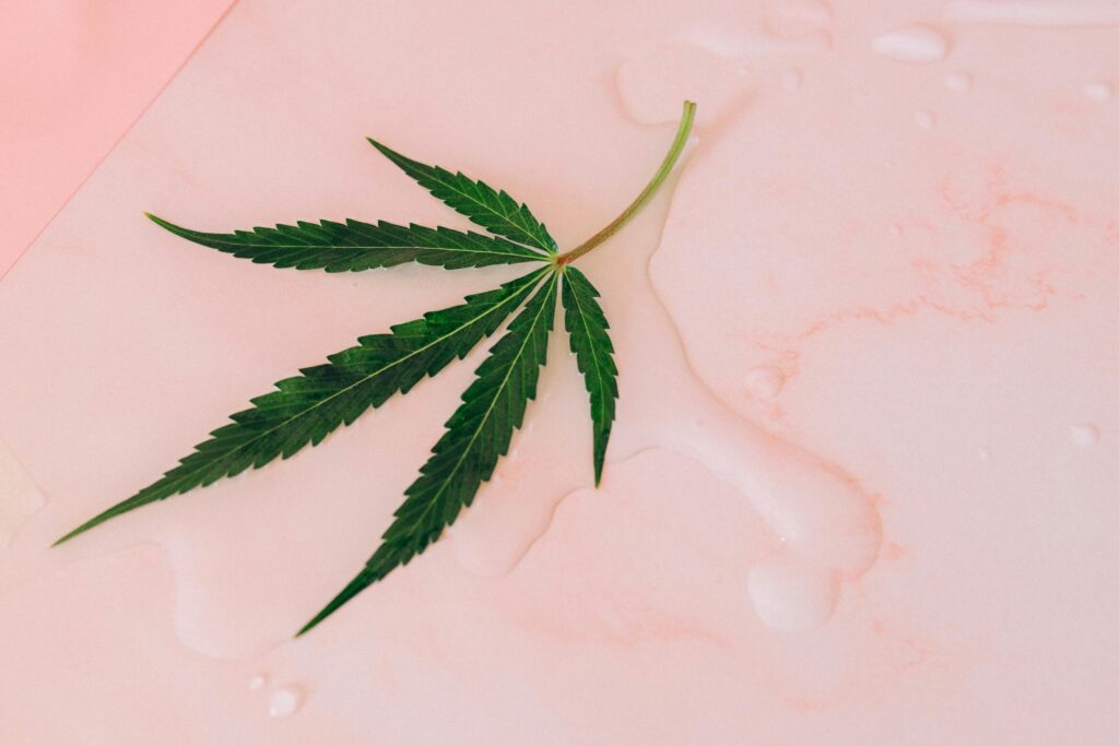 A cannabis leaf on a wet light pink background, providing calming aesthetics.
